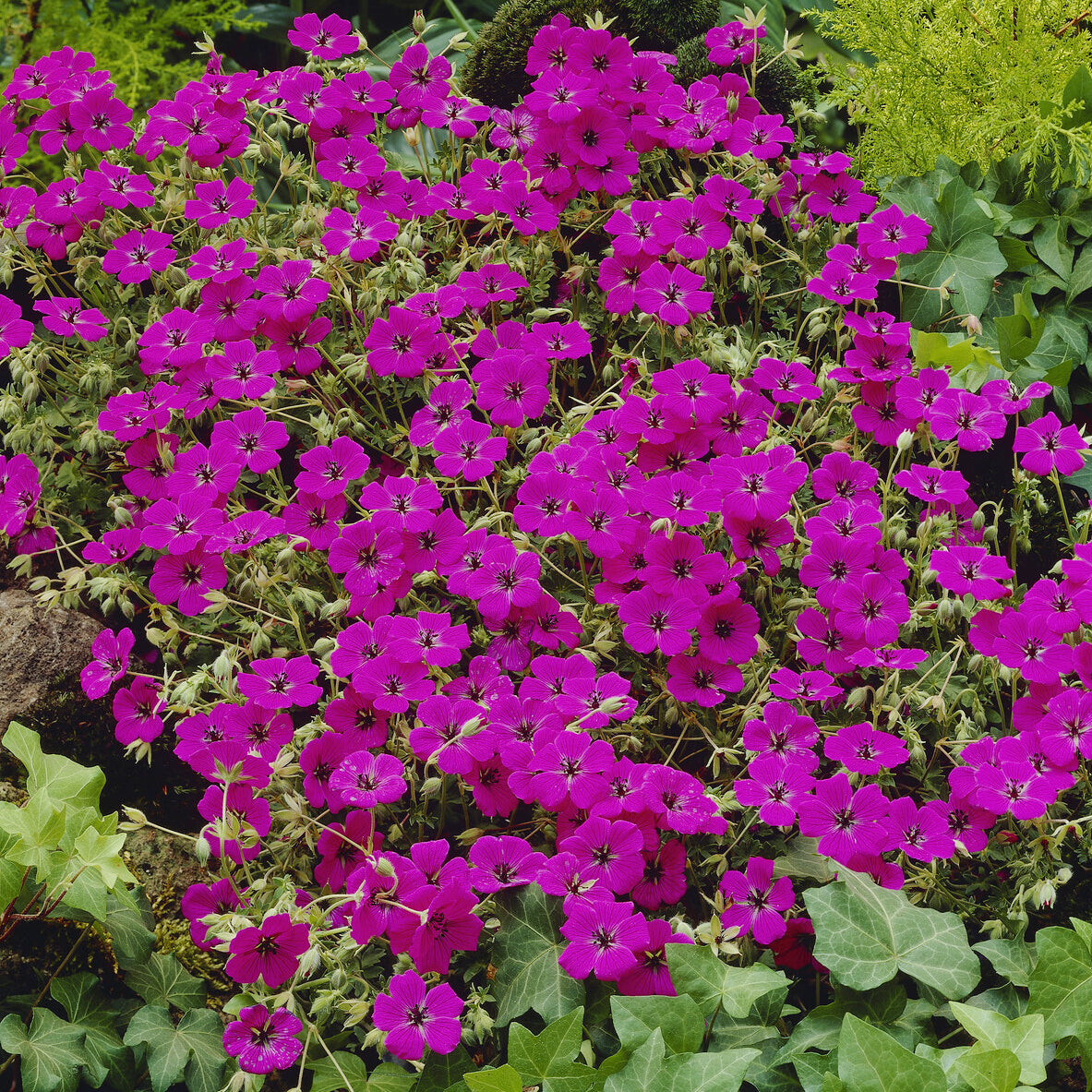 Géranium vivace Giuseppii - Willemse