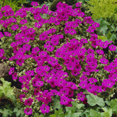 Géranium vivace Giuseppii - Willemse