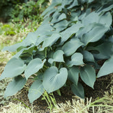 Hosta Blue Cadet - Willemse