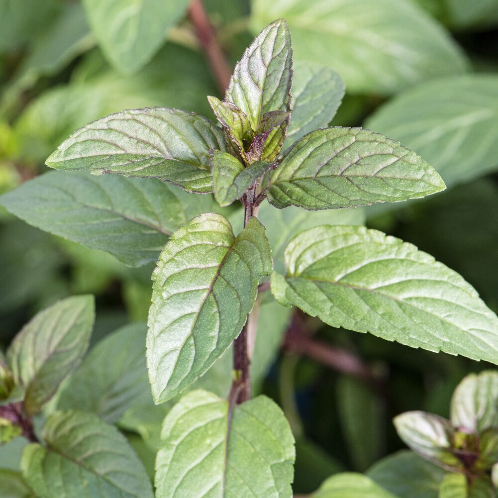 Menthe chocolat - Mentha x piperita Chocolate - Willemse