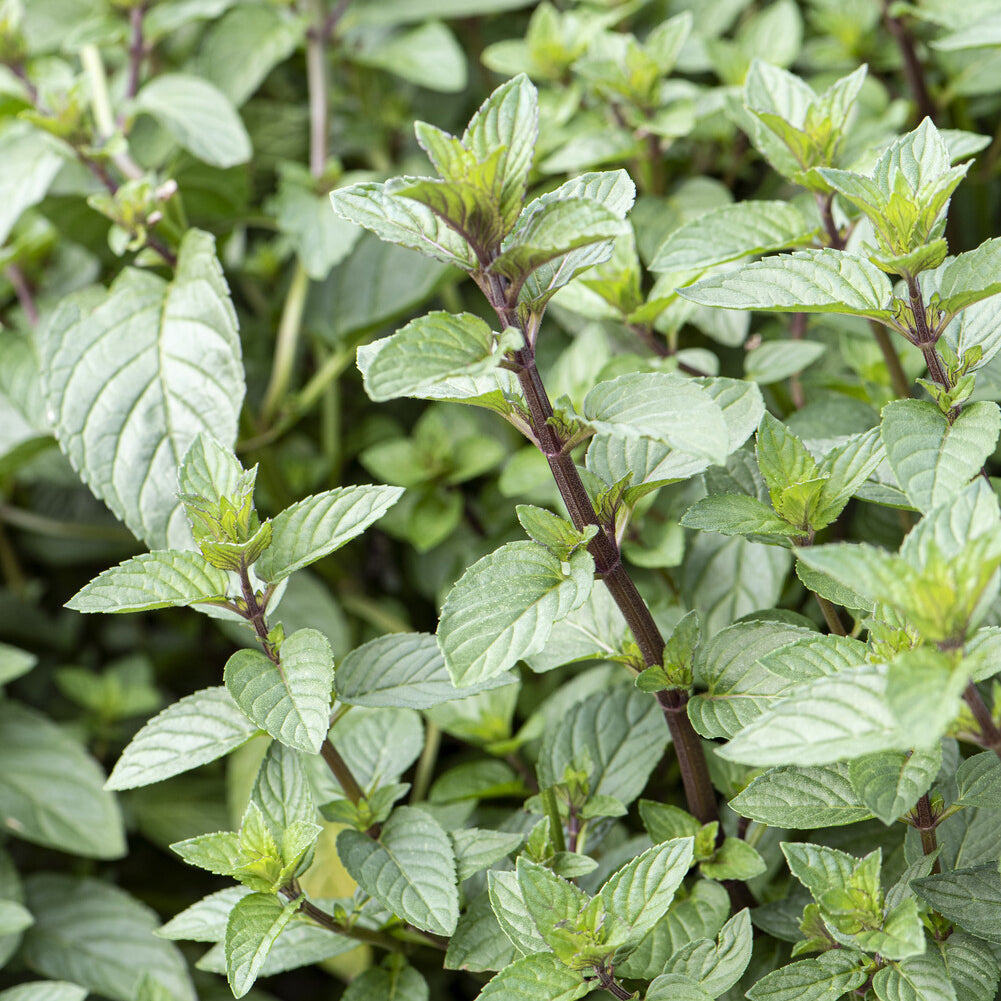 Mentha x piperita Chocolate - Menthe chocolat - Plantes vivaces aromatiques