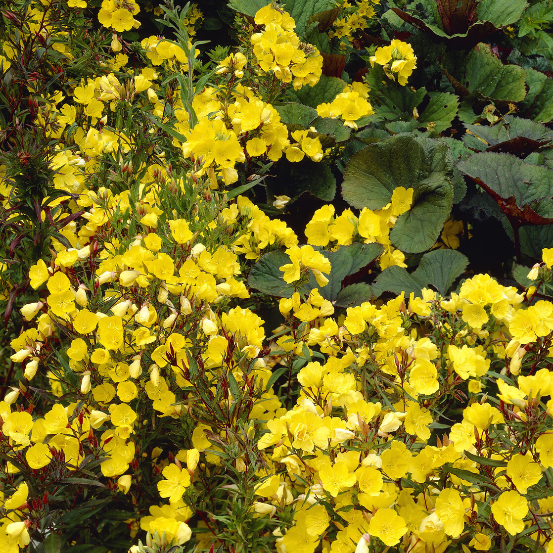 Oenothère Sonnenwende - Onagre - Willemse