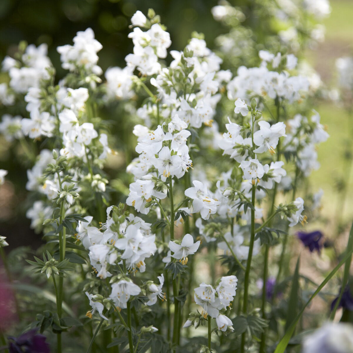 Polemonium caeruleum Album - Valériane grecque blanche - Fleurs vivaces