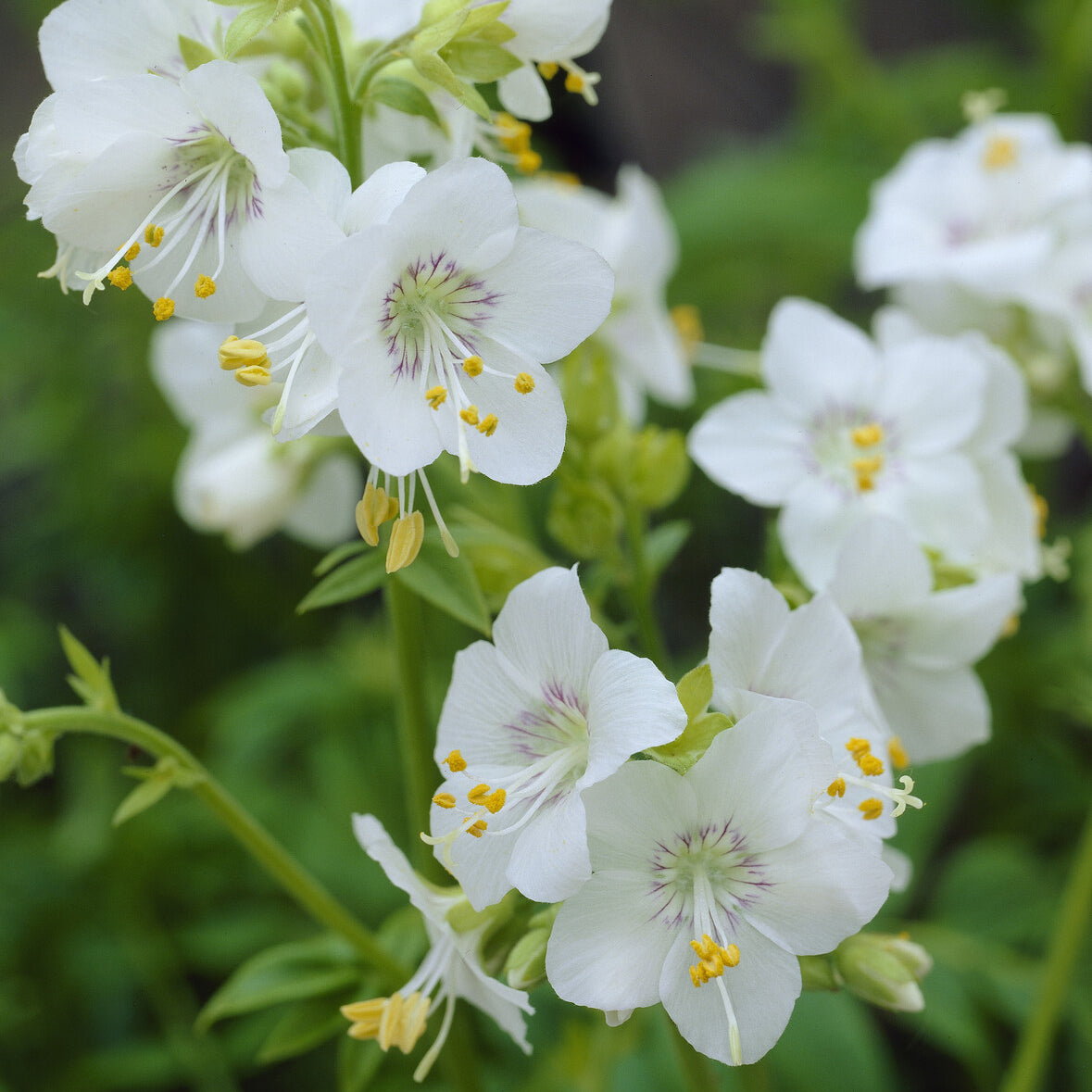 Valériane grecque blanche - Polemonium caeruleum Album - Willemse
