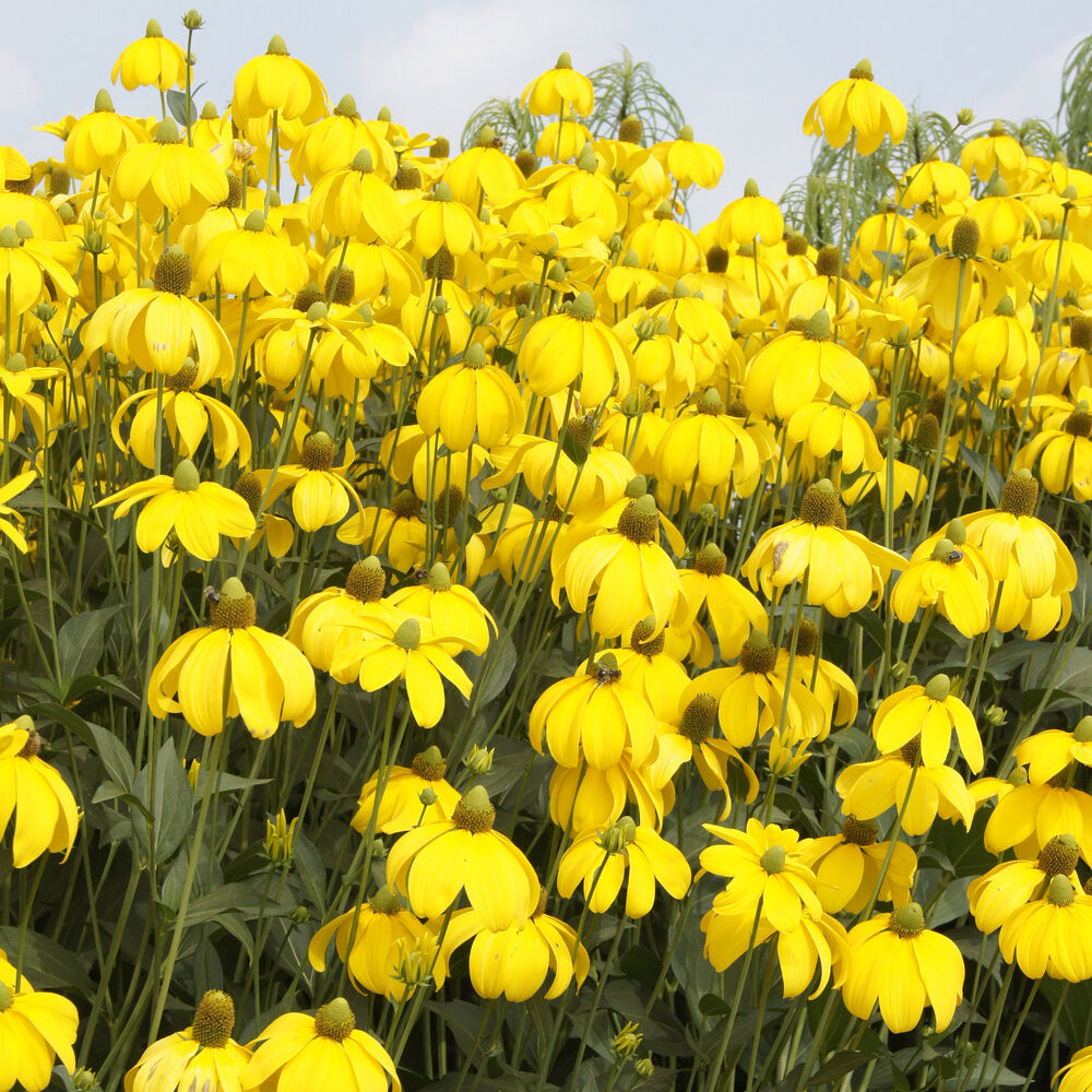 Rudbeckia nitida Herbstsonne - Rudbeckia Herbstsonne - Rudbeckia