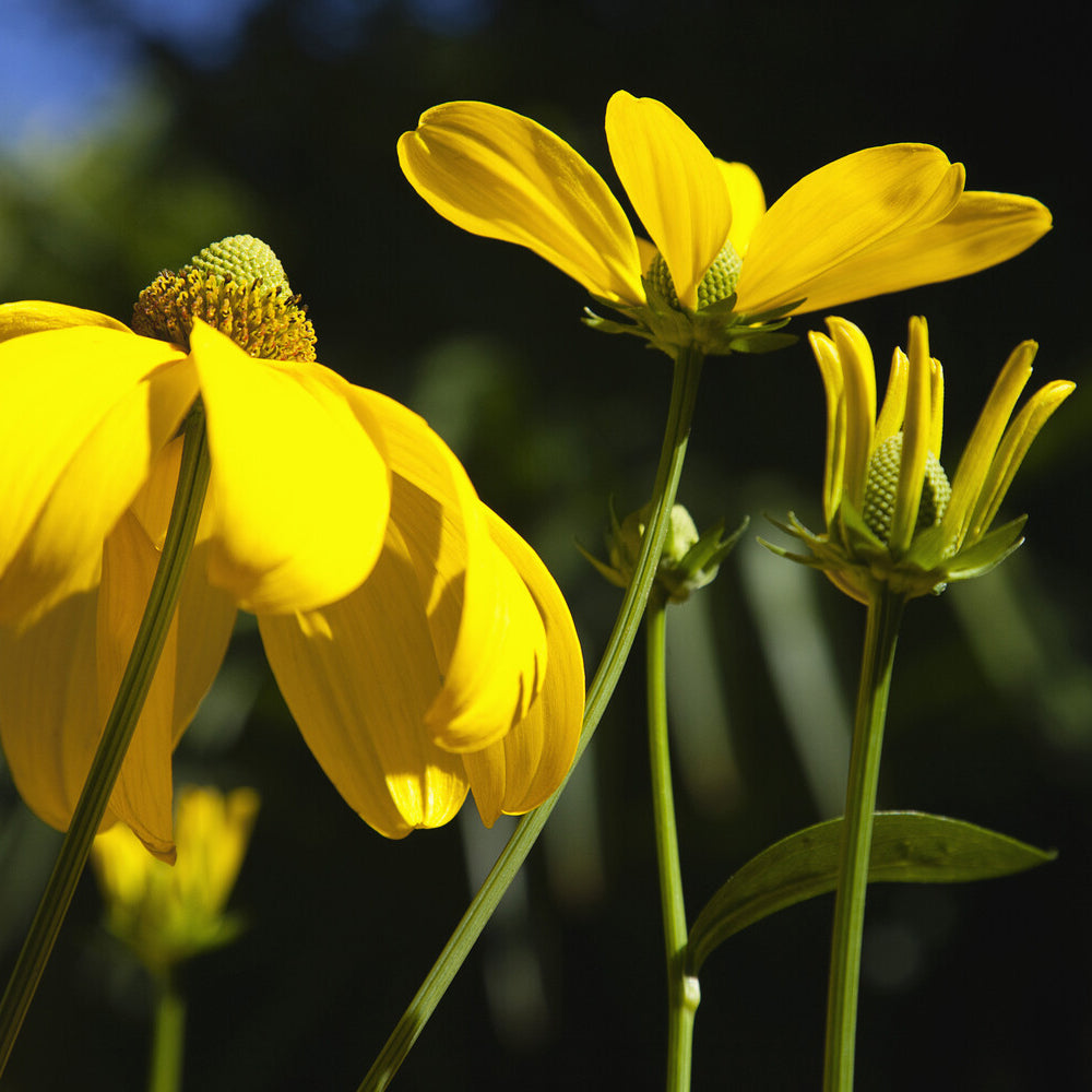 Rudbeckia - Rudbeckia Herbstsonne - Rudbeckia nitida Herbstsonne