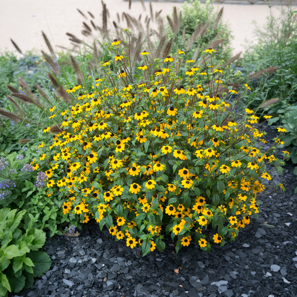 Rudbeckia trilobée - Rudbeckia triloba - Willemse