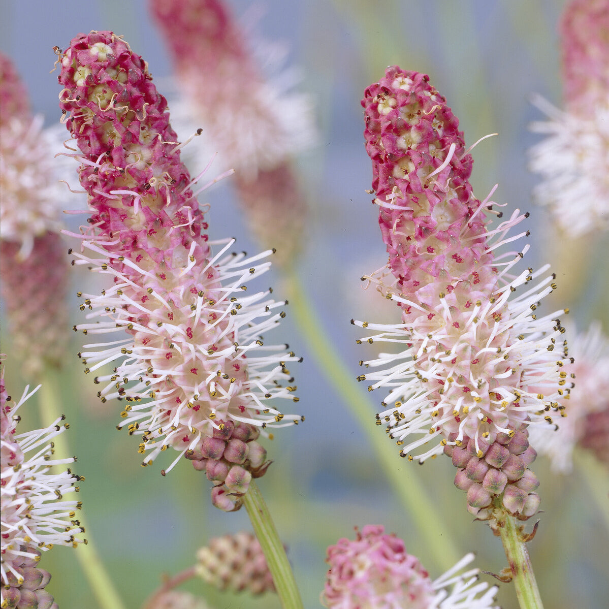 Pimprenelle Pink Tanna - Sanguisorbe - Sanguisorba officinalis Pink Tanna - Willemse