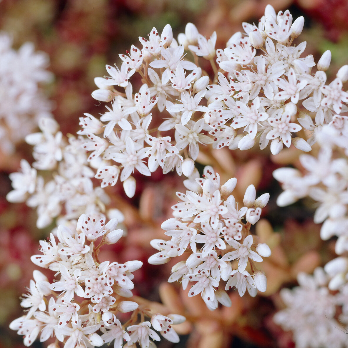 Sedum album Coral Carpet - Sedum Coral Carpet - Sédums