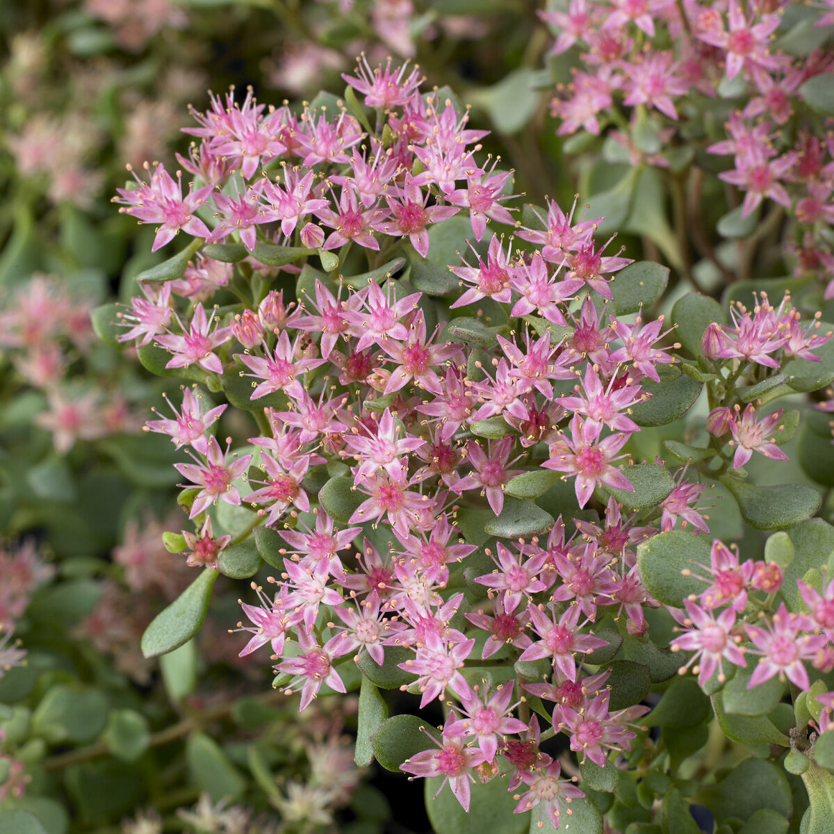 Sedum Lidakense - Willemse