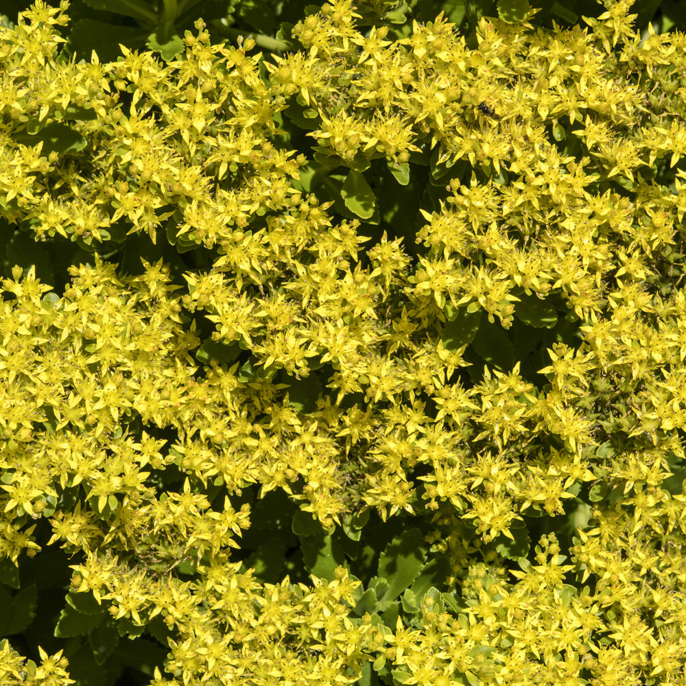 Sedum du Kamtschaka - Sedum kamtschaticum - Willemse