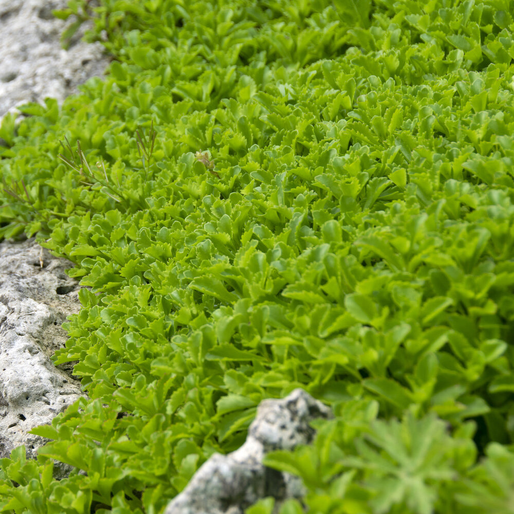 Sédums - Sedum du Kamtschaka - Sedum kamtschaticum