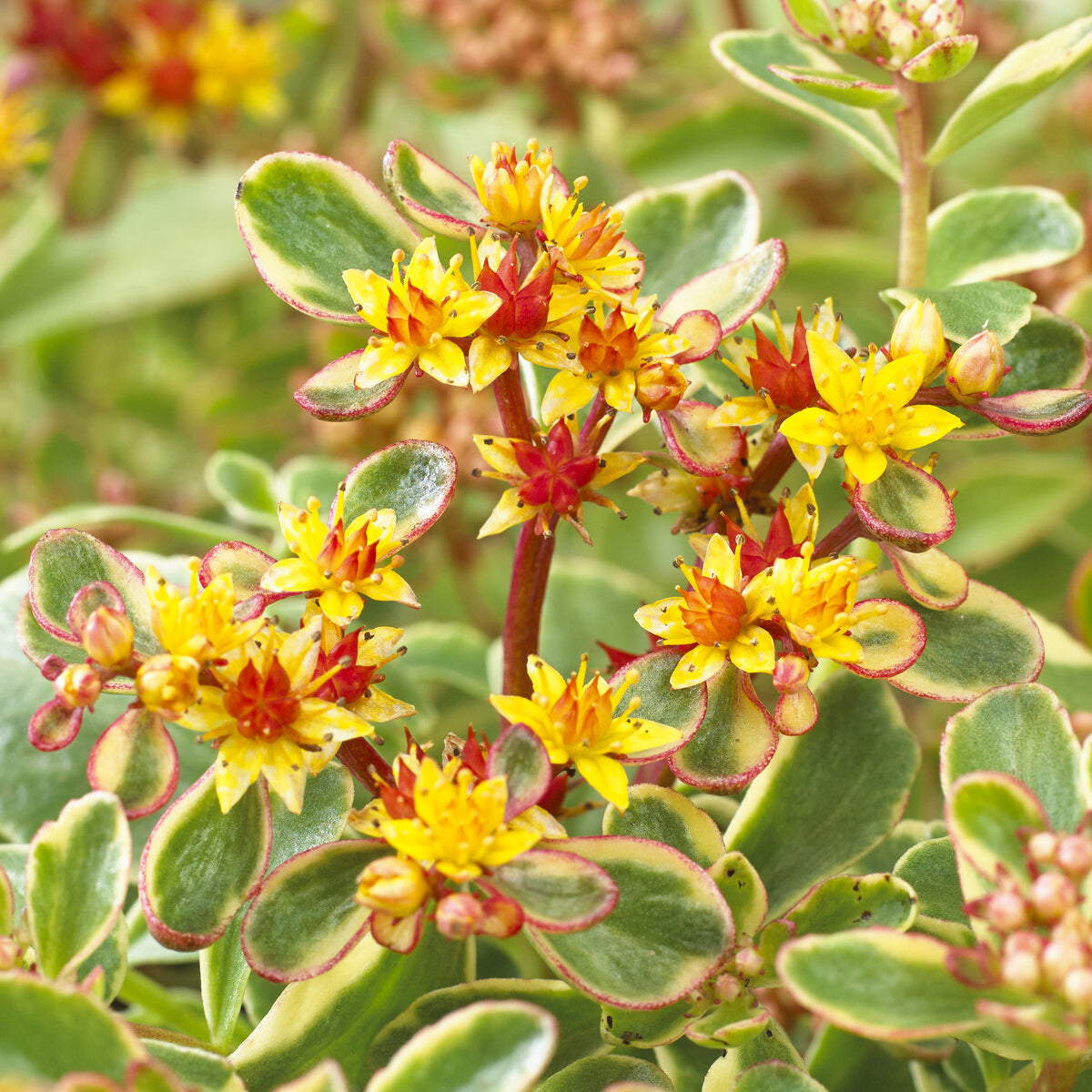 Sedum du Kamtschaka panaché - Willemse