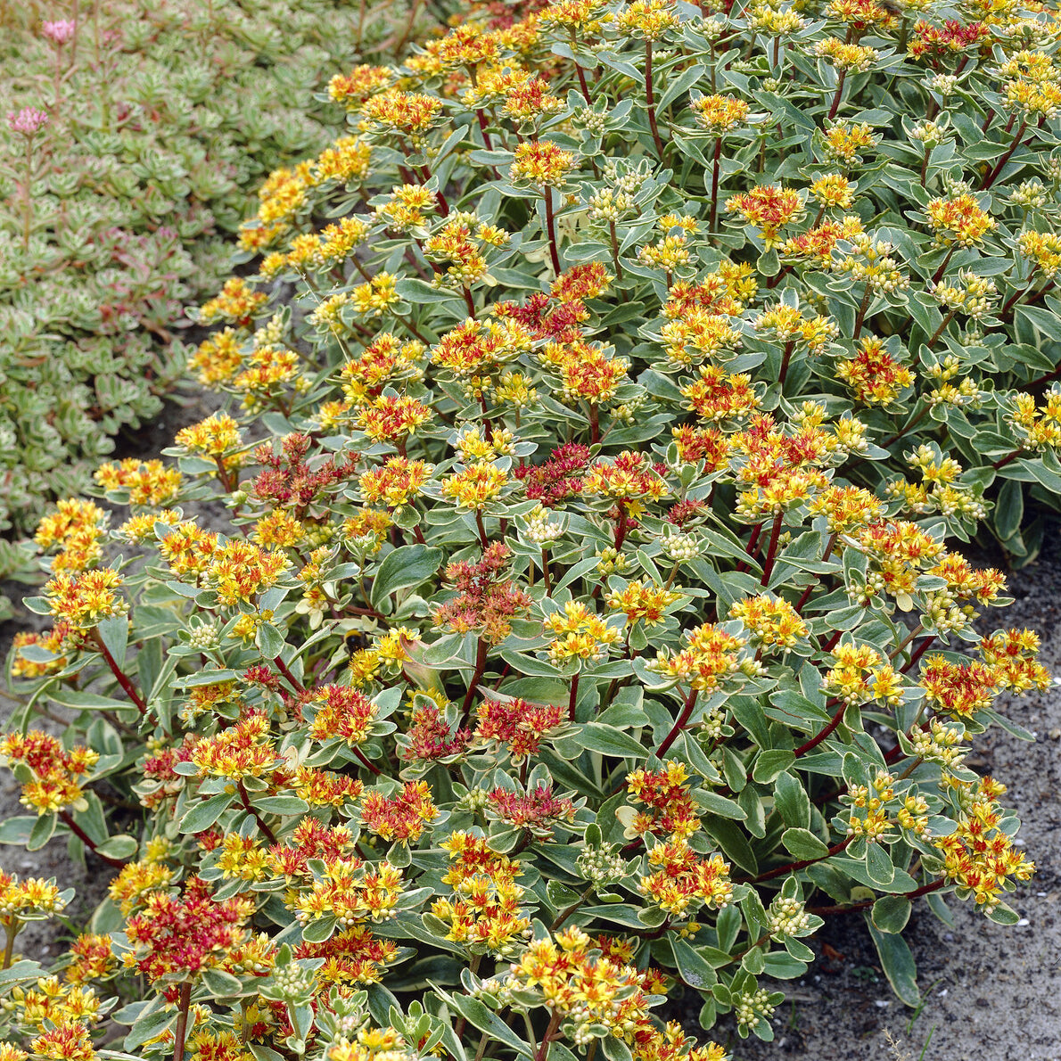 Sedum du Kamtschaka panaché - Sedum kamtschaticum Variegatum - Willemse