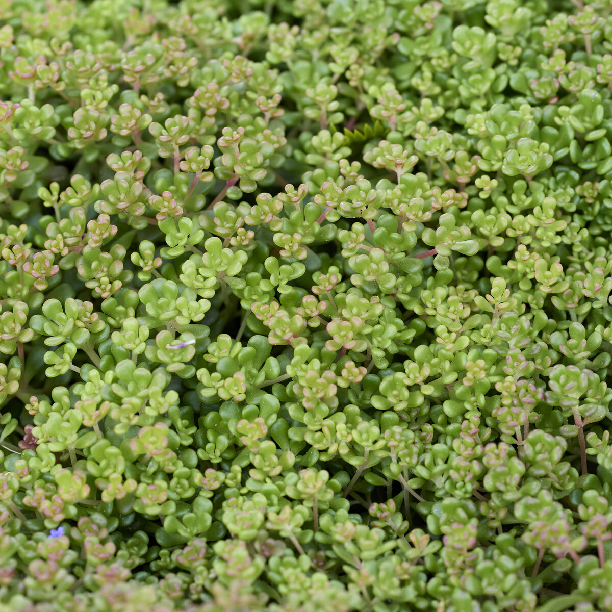 Sedum oreganum - Sedum de l'Oregon - Sédums