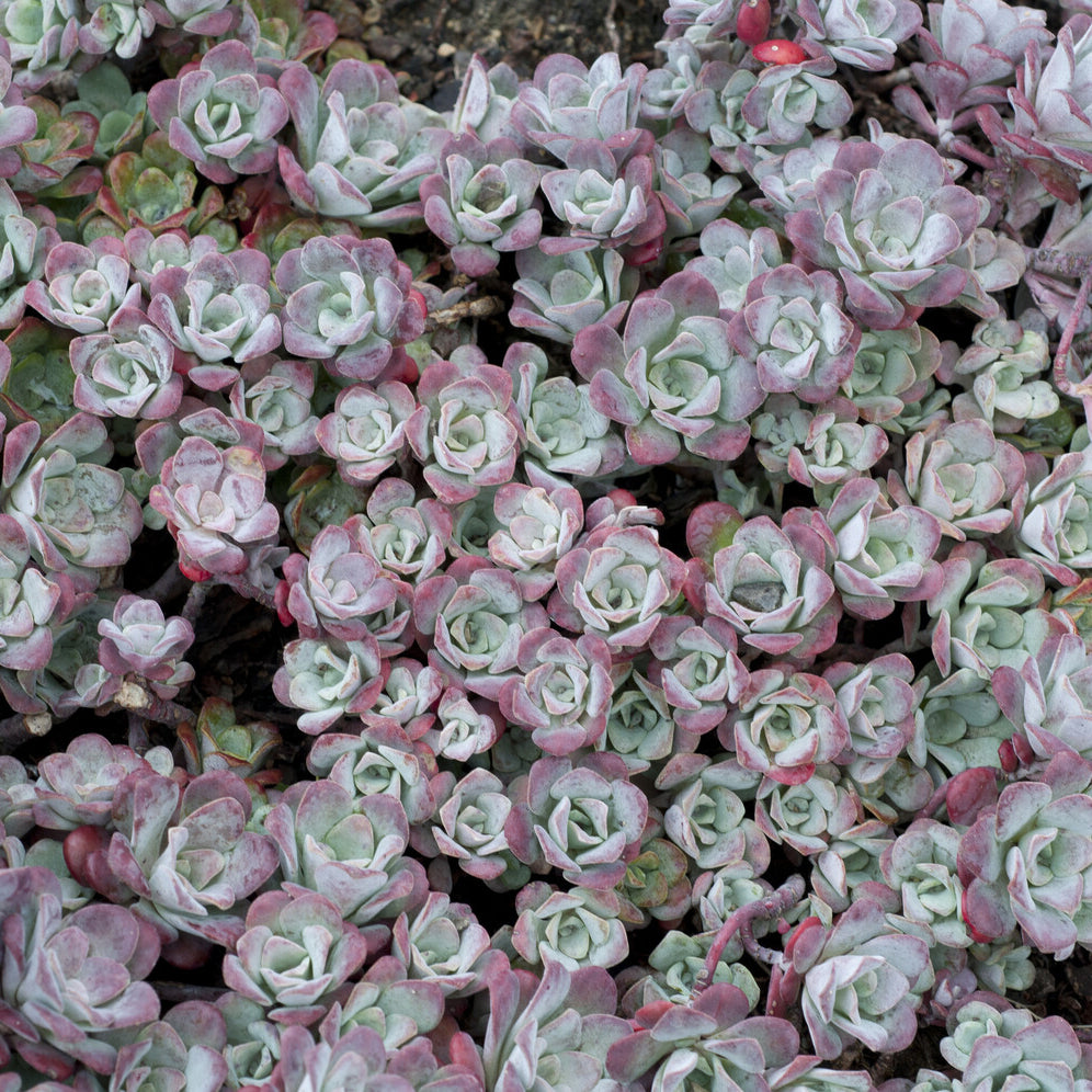 Sedum spatulé Purpureum - Sedum spathulifolium Purpureum - Willemse