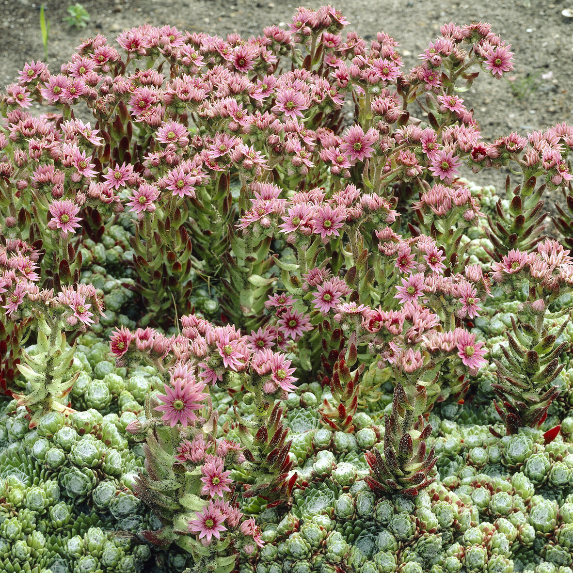 Joubarbe à toile d'araignée - Sempervivum - Willemse
