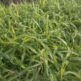 Spodiopogon sibiricus West Lake - Willemse