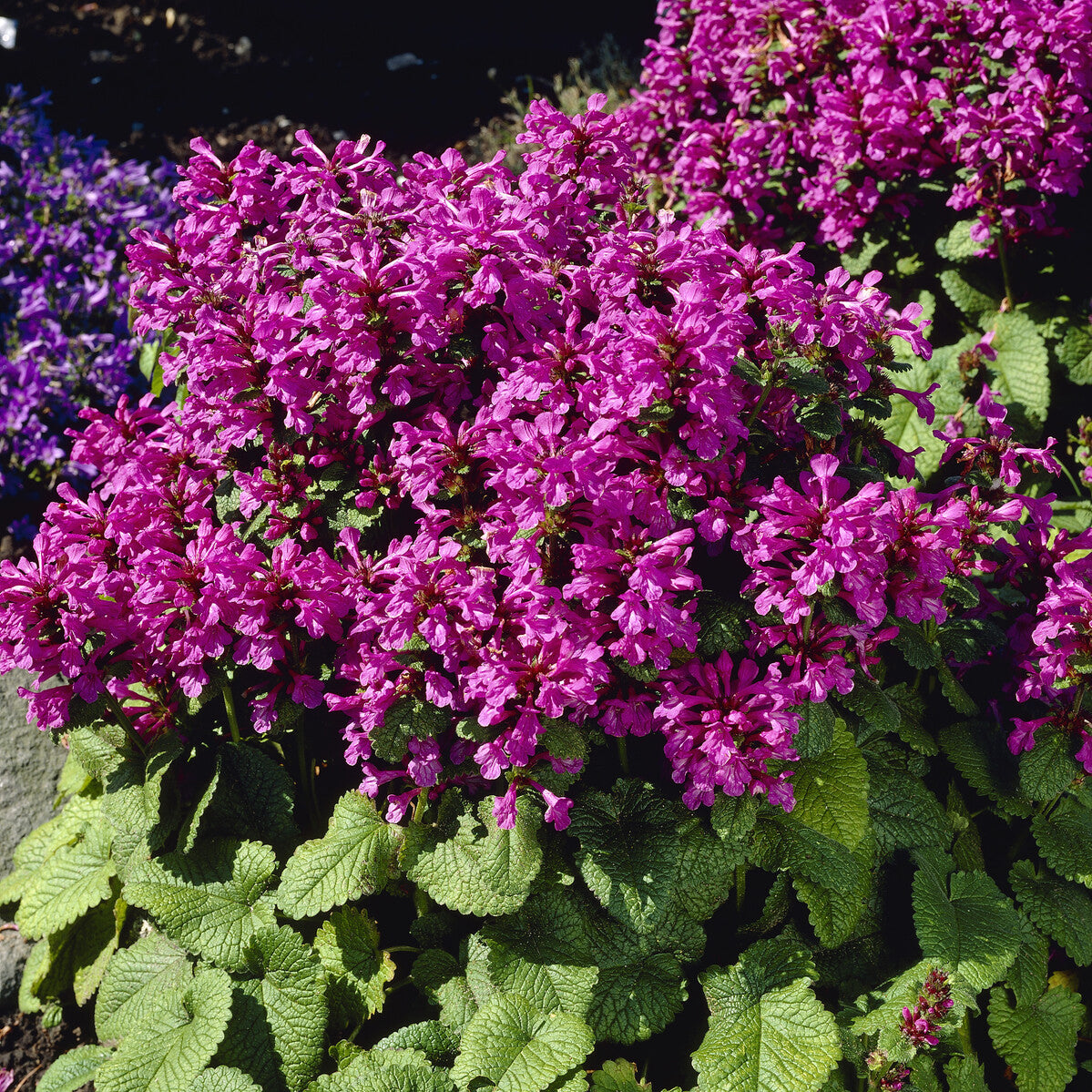 Épiaire - Stachys - Epiaire à grandes fleurs Superba - Stachys grandiflora Superba