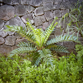 Aspidie en faux - Fougère houx - Willemse