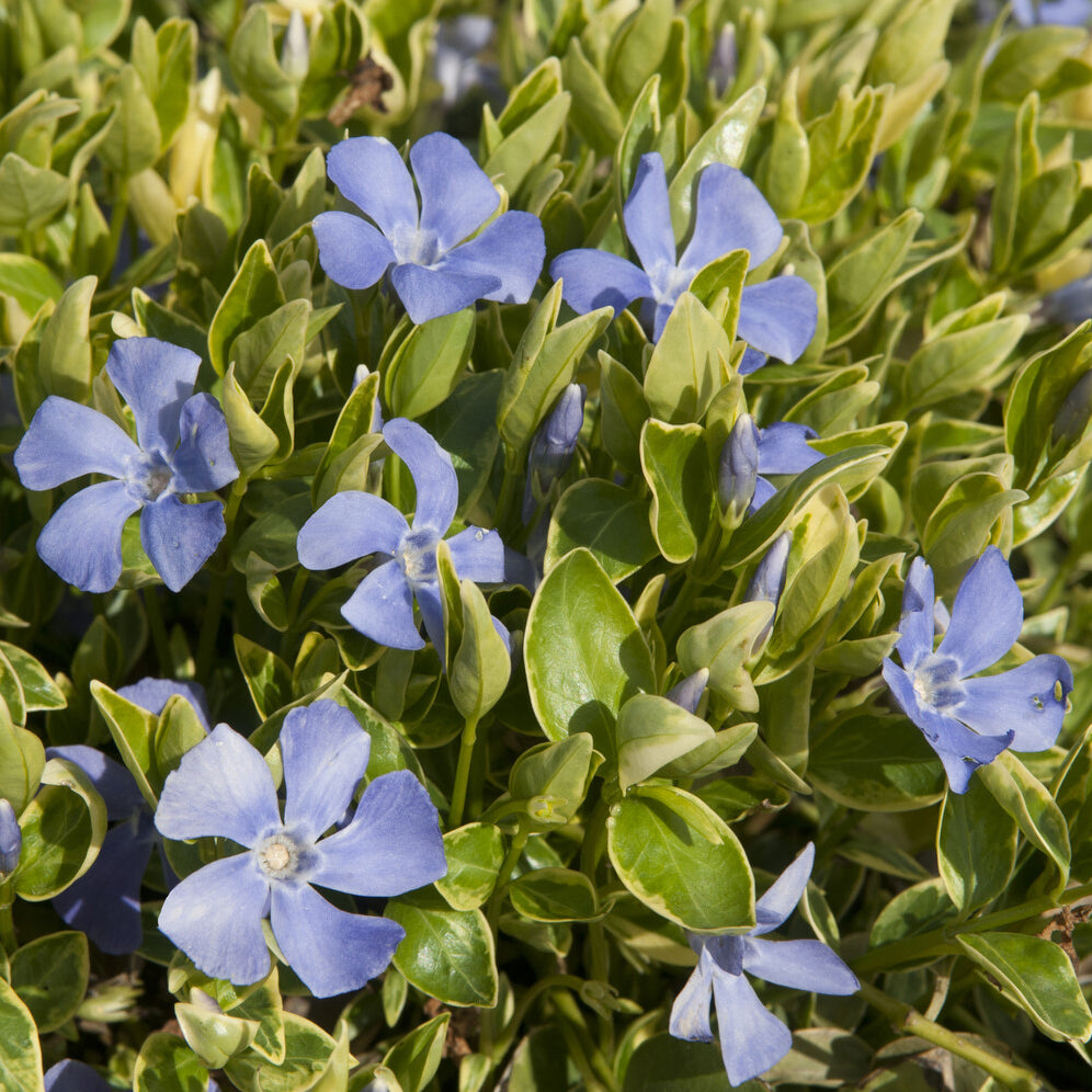 Petite pervenche panachée - Vinca minor Argenteovariegata - Willemse