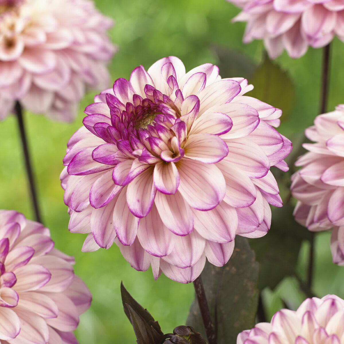 Dahlia décoratif Flashback - Willemse