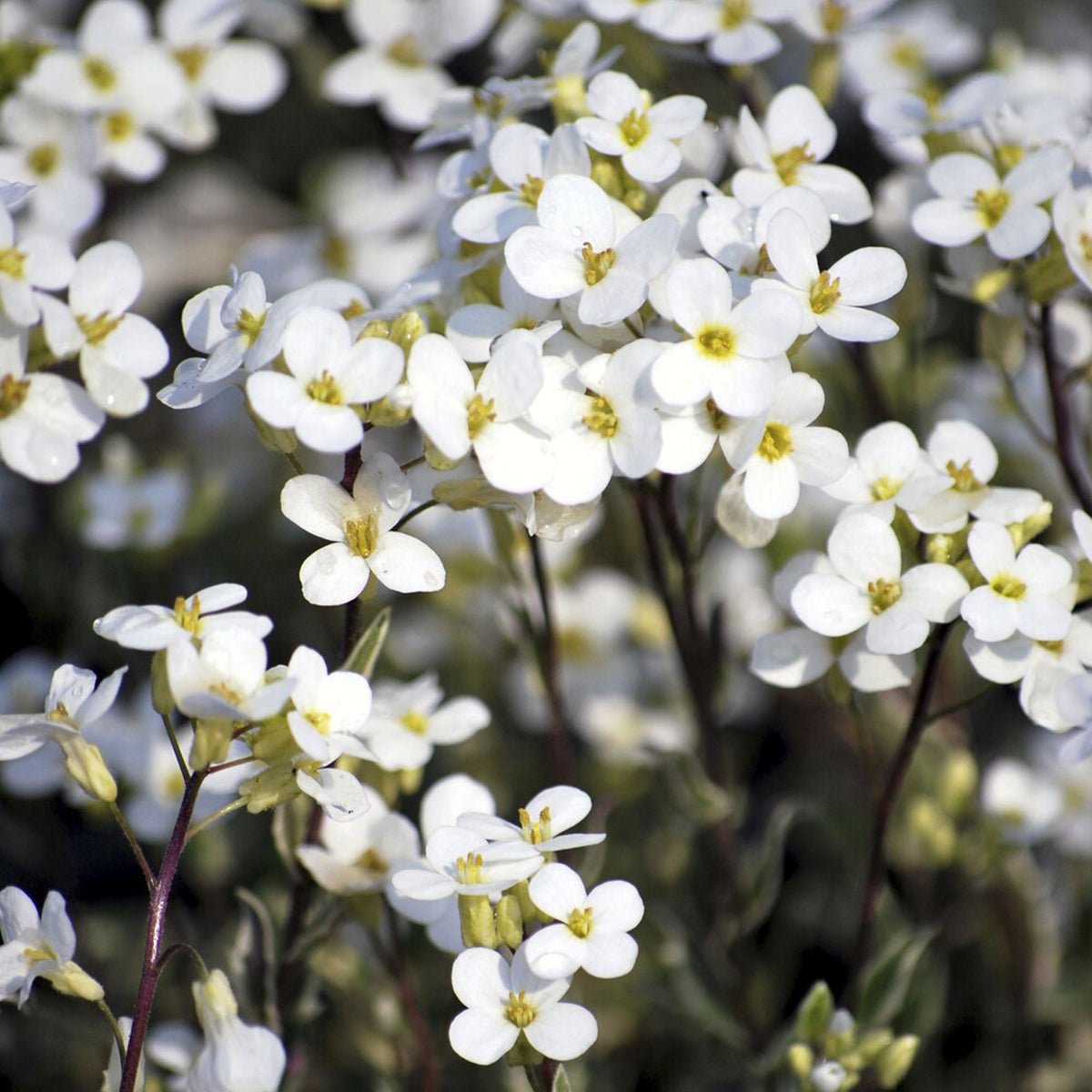 Arabette rampante Variegata - Arabis ferdinandi-coburgii variegata - Willemse