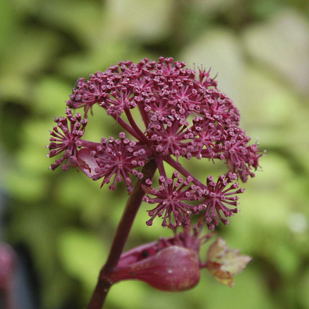 Angélique - Willemse