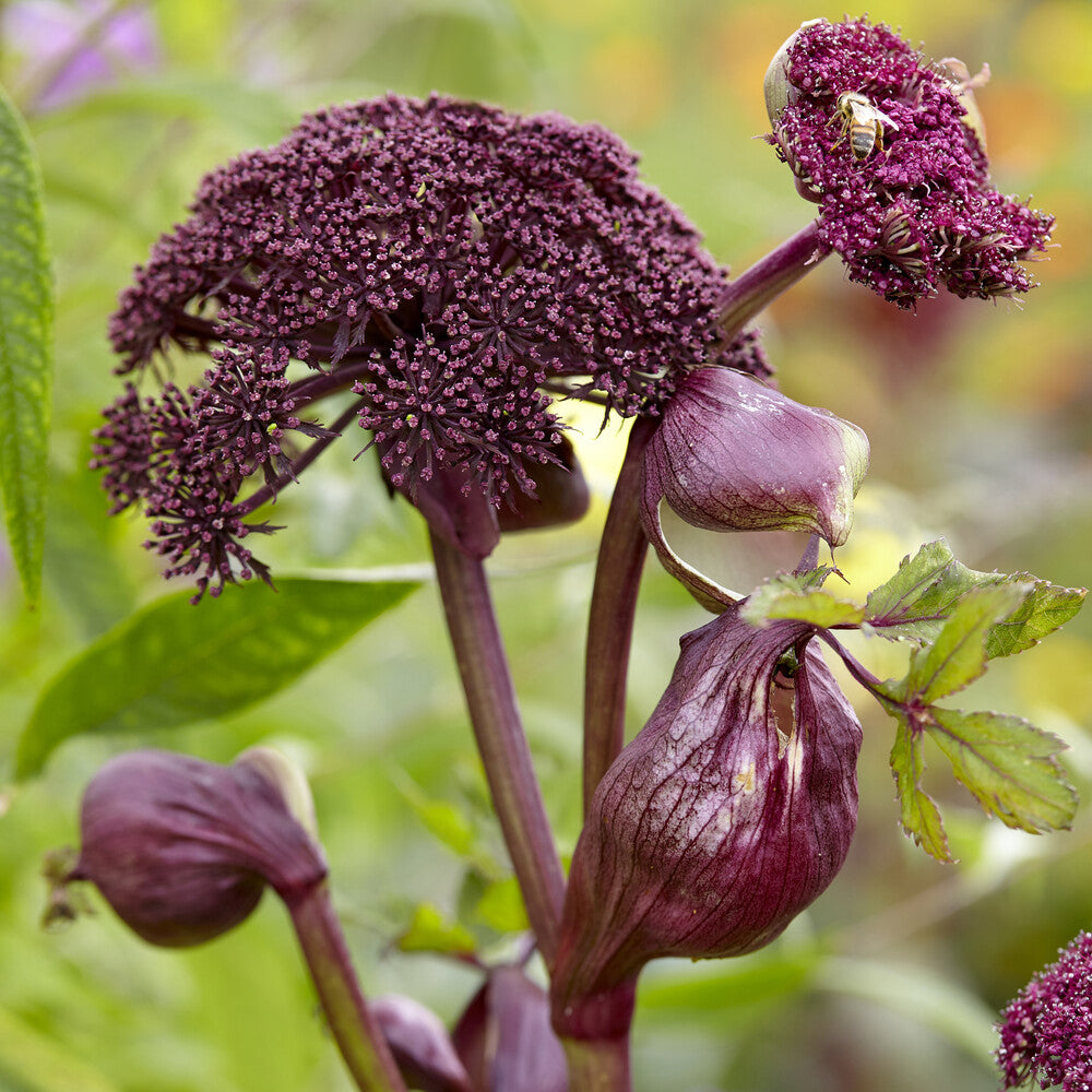 Angélique - Angelica gigas - Willemse