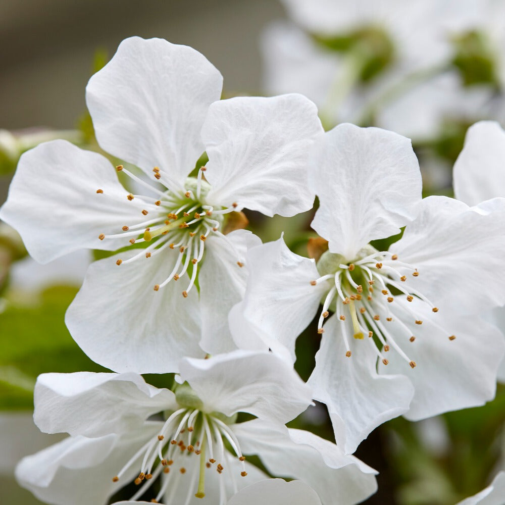 Cerisier Sunburst - Prunus avium sunburst - Willemse