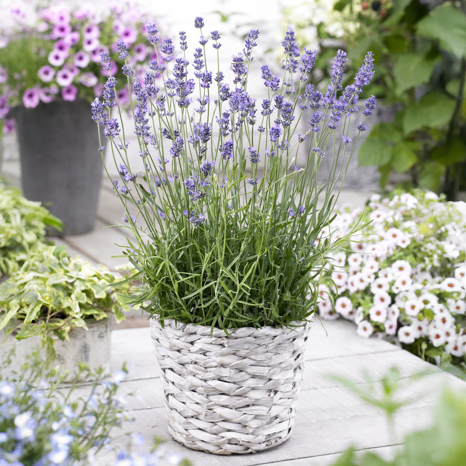 Lavande vraie Munstead - Lavandula angustifolia 'munstead' - Willemse