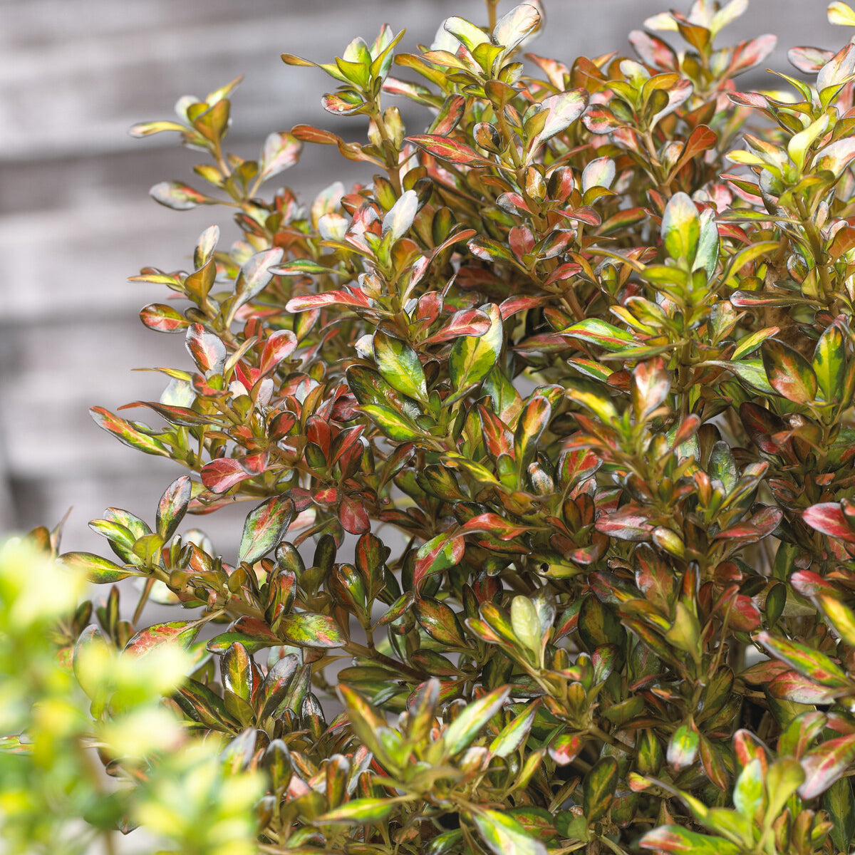 Coprosma Evening Glow - Coprosma Evening Glow - Coprosma