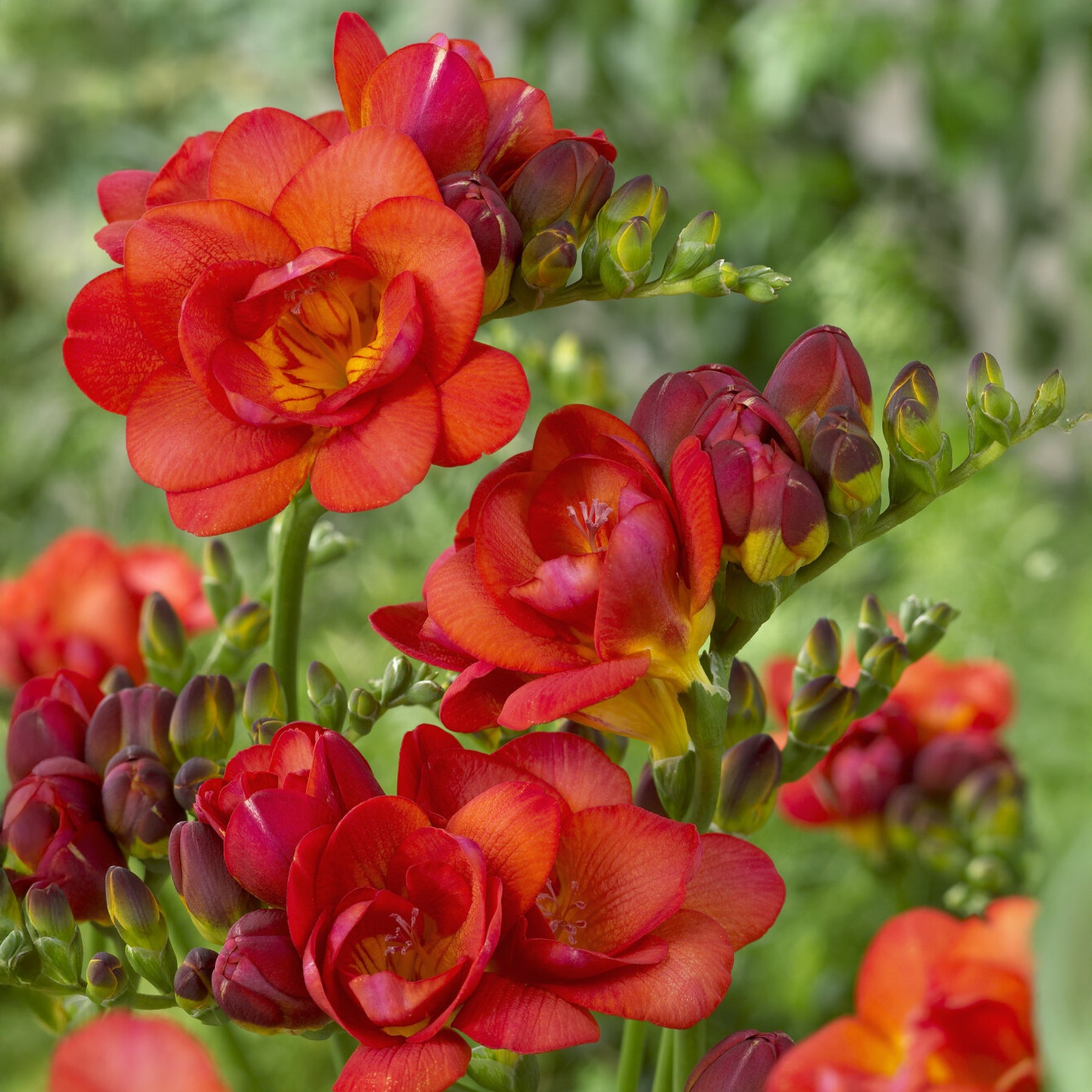 25 Freesias à fleurs doubles rouges - Willemse