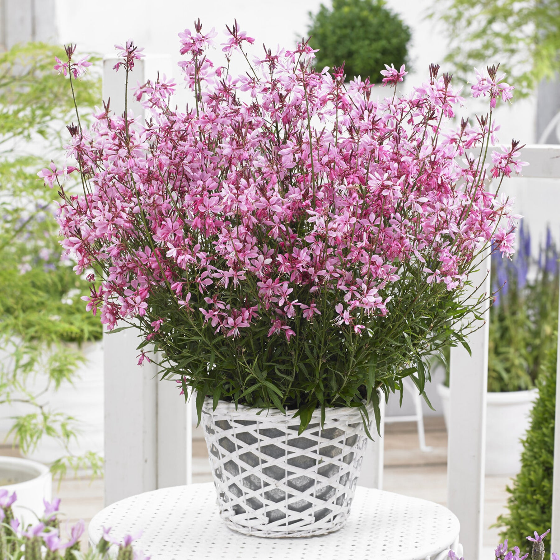 Gaura lindheimeri Baby Butterfly Dark Pink - Gaura Baby Butterfly Dark Pink - Gaura