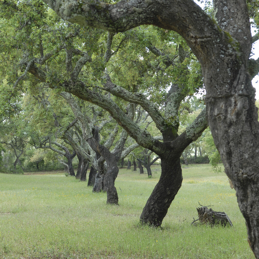 Chêne - Chêne-liège - Quercus suber