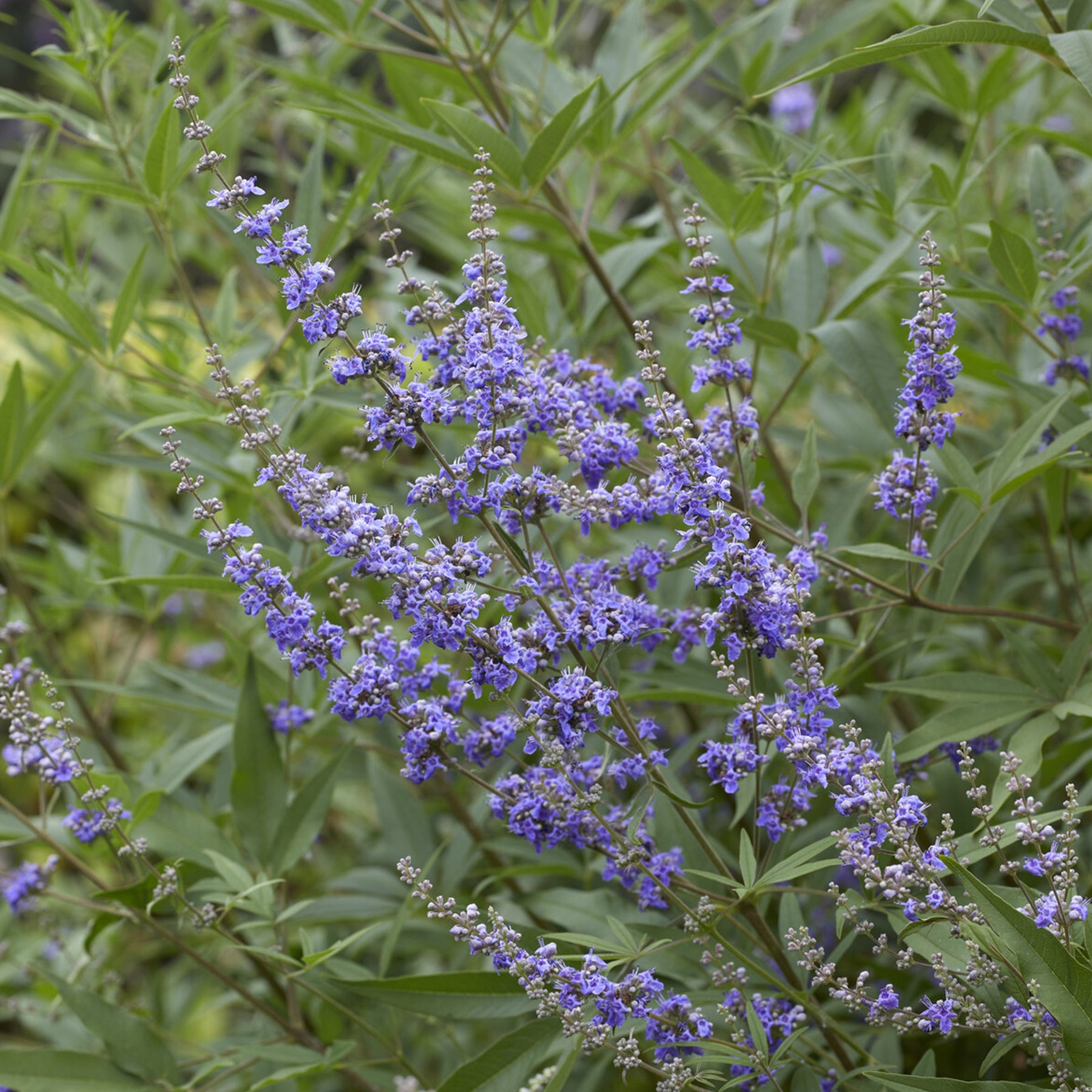 Vente Gattilier à grandes feuilles - Vitex agnus-castus Latifolia