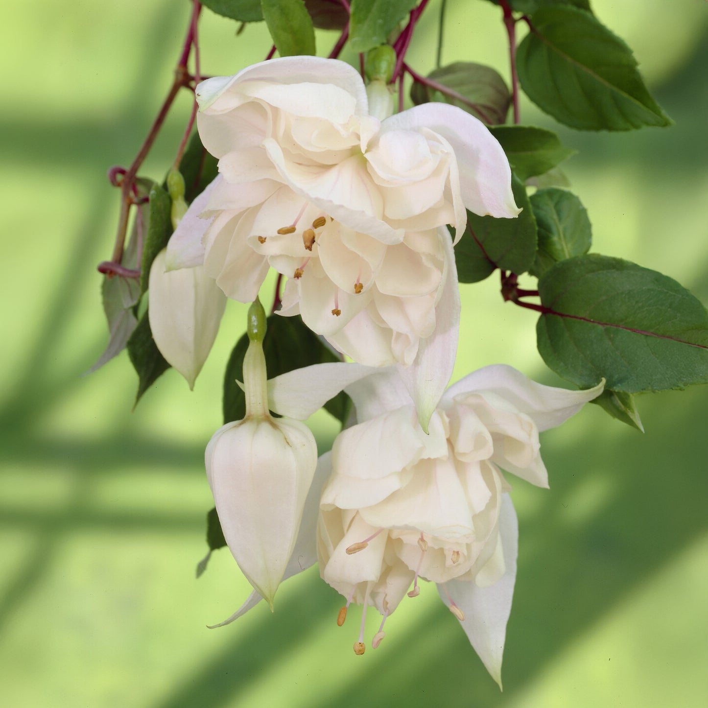 Fuchsia retombant Pink Marshmallow - Fuchsia Pink Marshmallow - Willemse