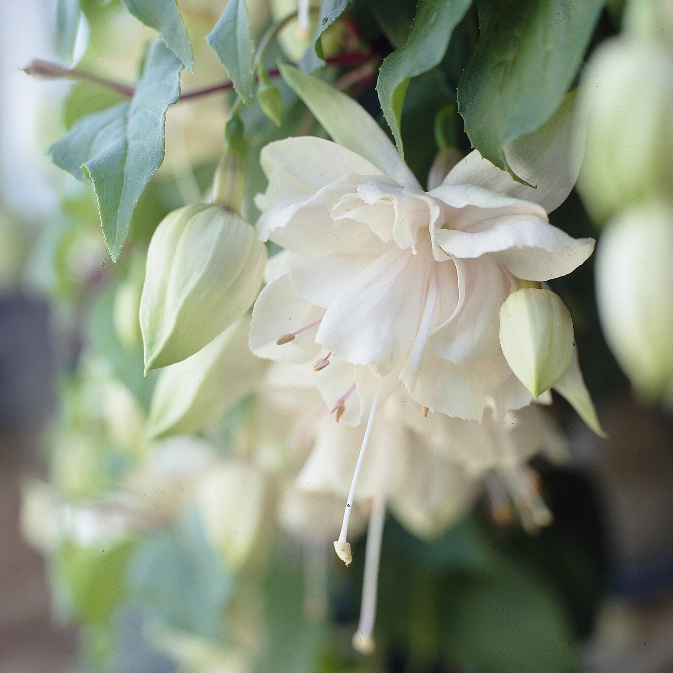 Fuchsia Pink Marshmallow - Fuchsia retombant Pink Marshmallow - Fuchsias
