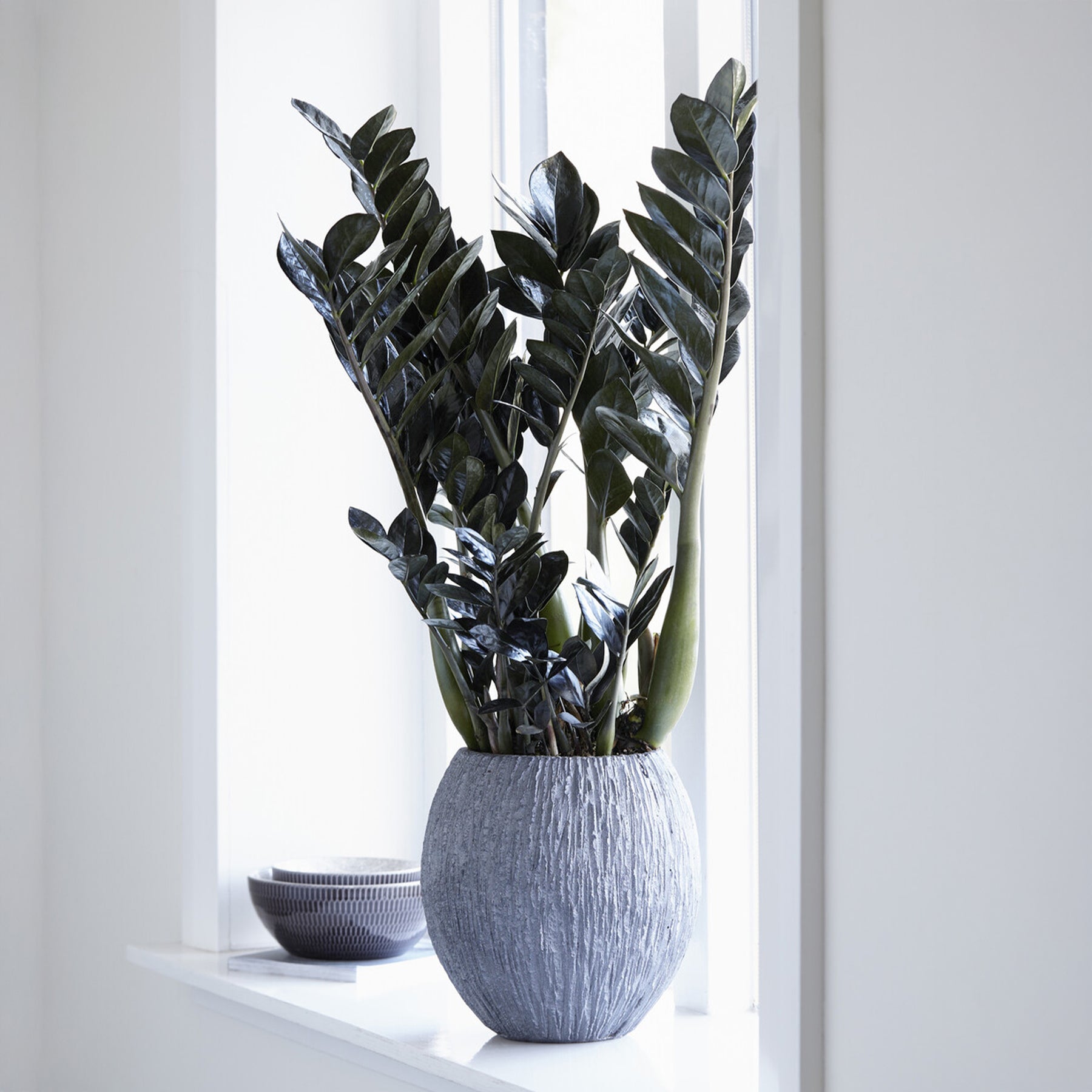 Zamioculcas zamiifolia Raven - Zamioculcas Raven - Zamioculcas