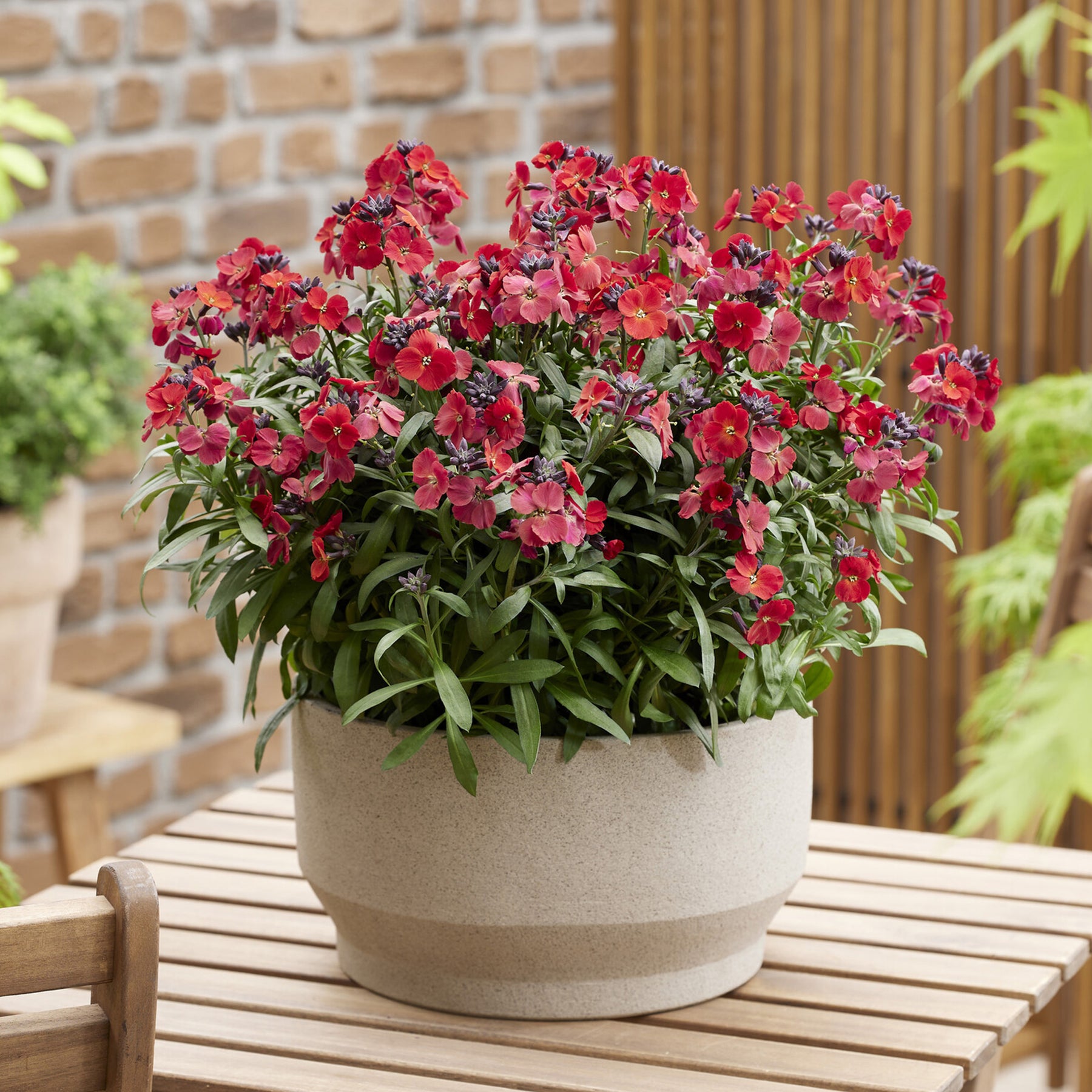 Erysimum Colour Vibe Red ® - Giroflée Colour Vibe Red® - Fleurs vivaces