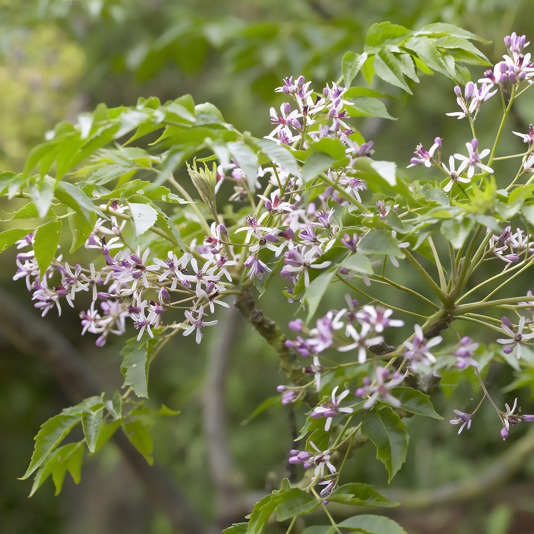 Arbres à fleurs - Lilas de Perse - Margousier - Melia azedarach