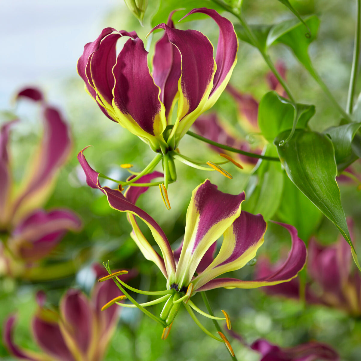 Gloriosa Carsonii - Lis de Malabar - Gloriosa Carsonii - Willemse
