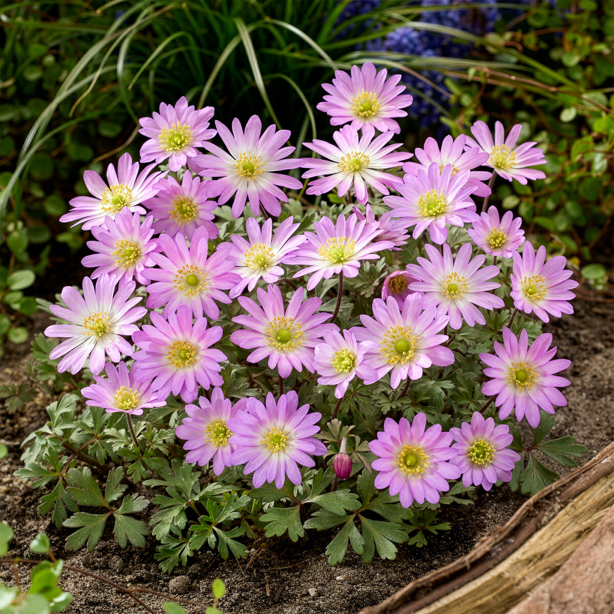 Anémone Pink Star - Anemone blanda Pink Star - Willemse