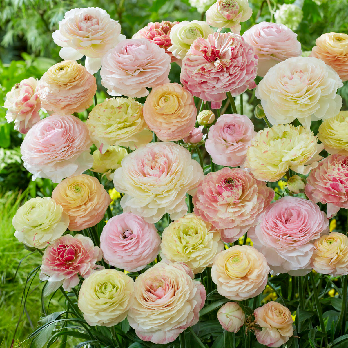 15 renoncules pastels - Ranunculus - Willemse