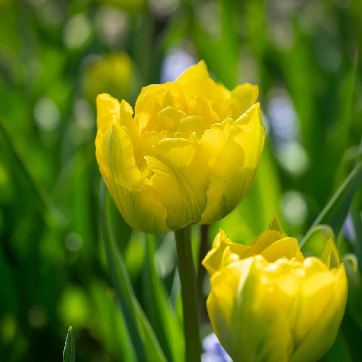 Tulipe double hâtive Marie Jo - Tulipa Marie Jo - Willemse