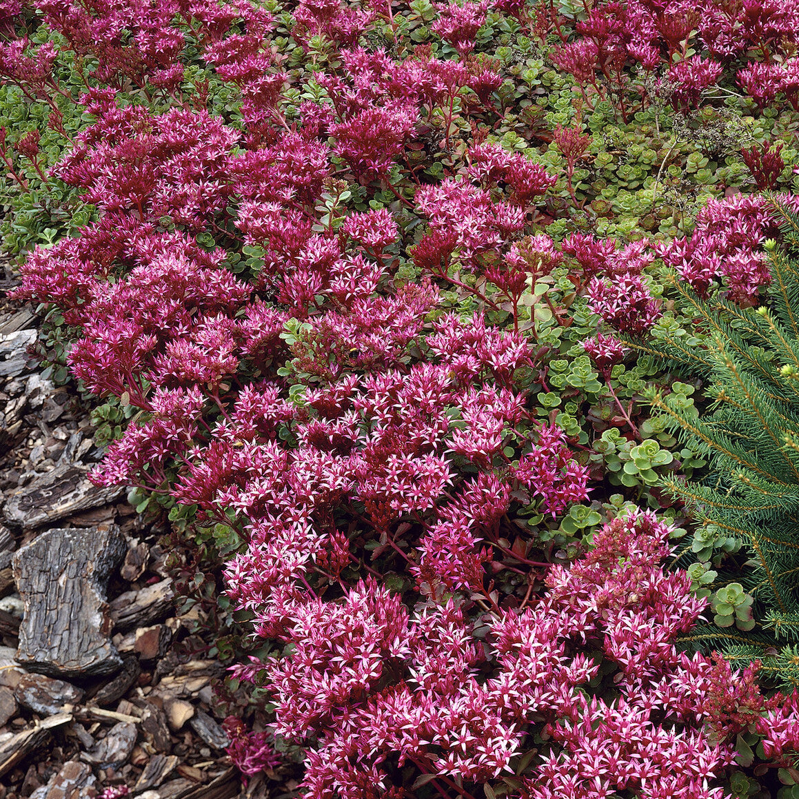 Sedum spurium Schorbuser - Willemse