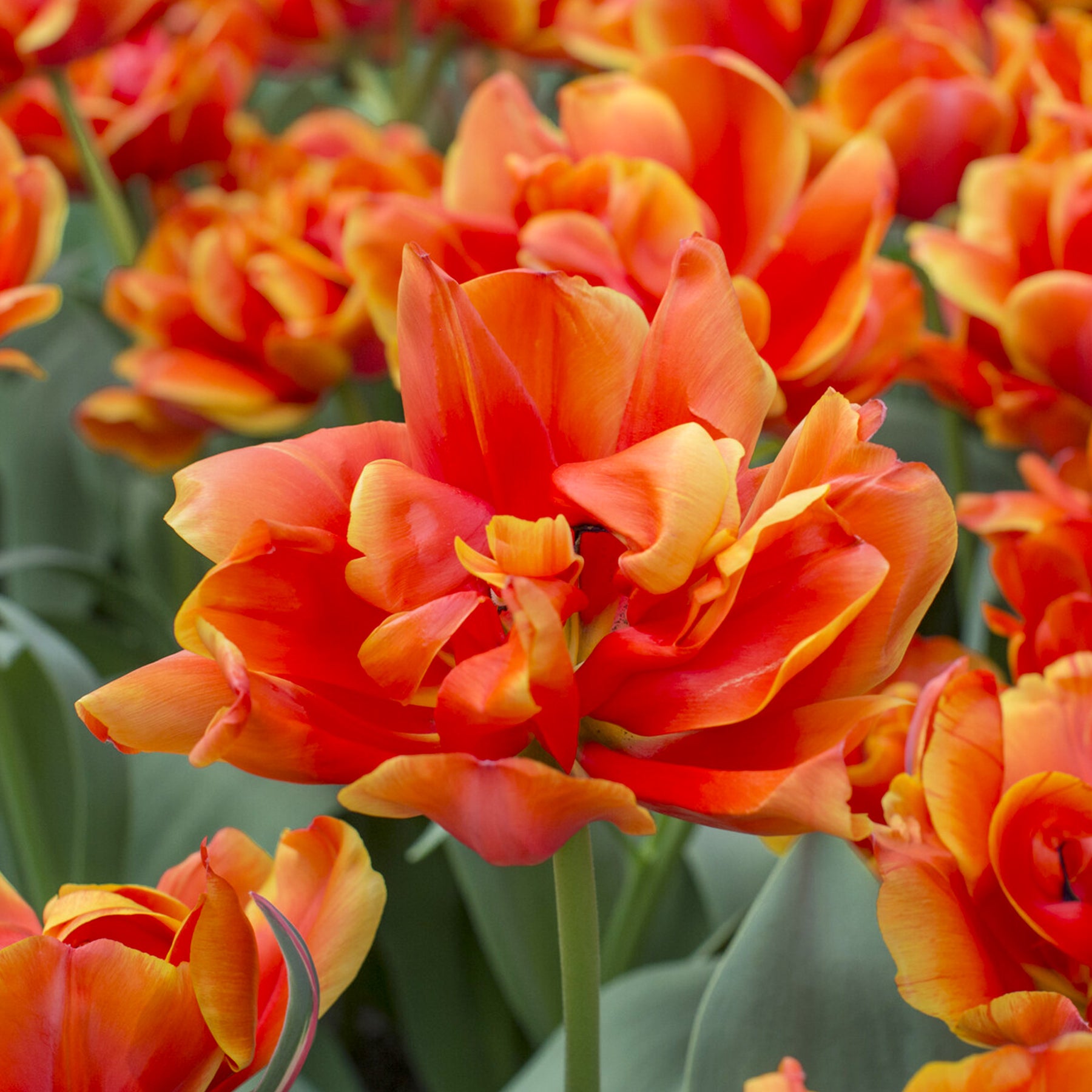 Tulipa double late Queensday - 7 Tulipes doubles  Queensday - Tulipe
