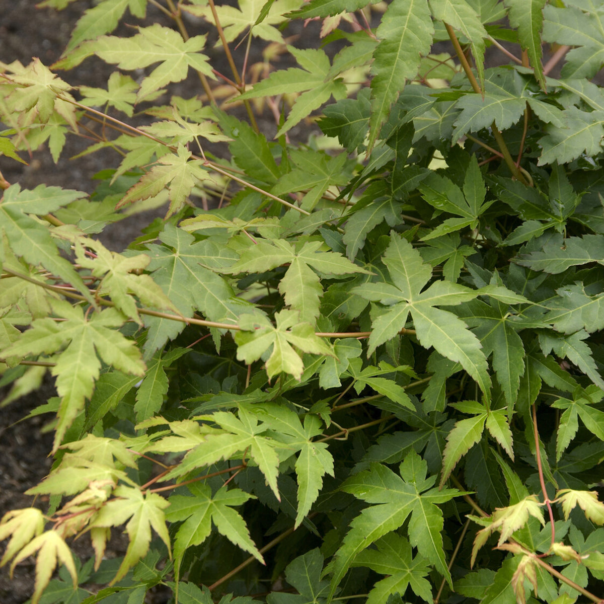 Erable du japon Bi hoo - Willemse