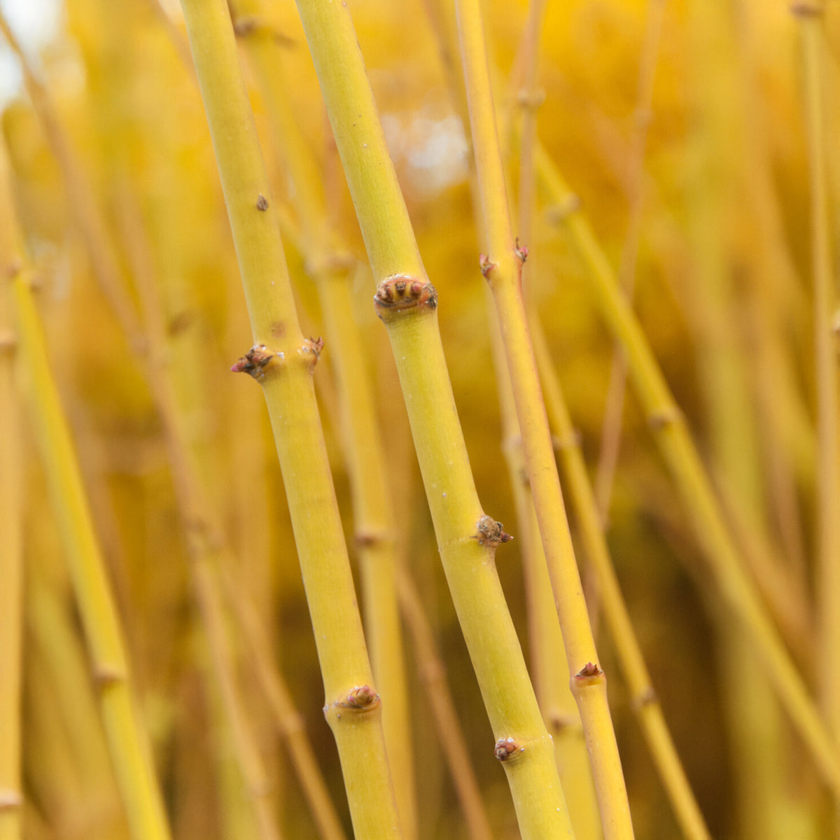 Erable du japon Bi hoo - Acer palmatum "Bi Hoo" - Willemse