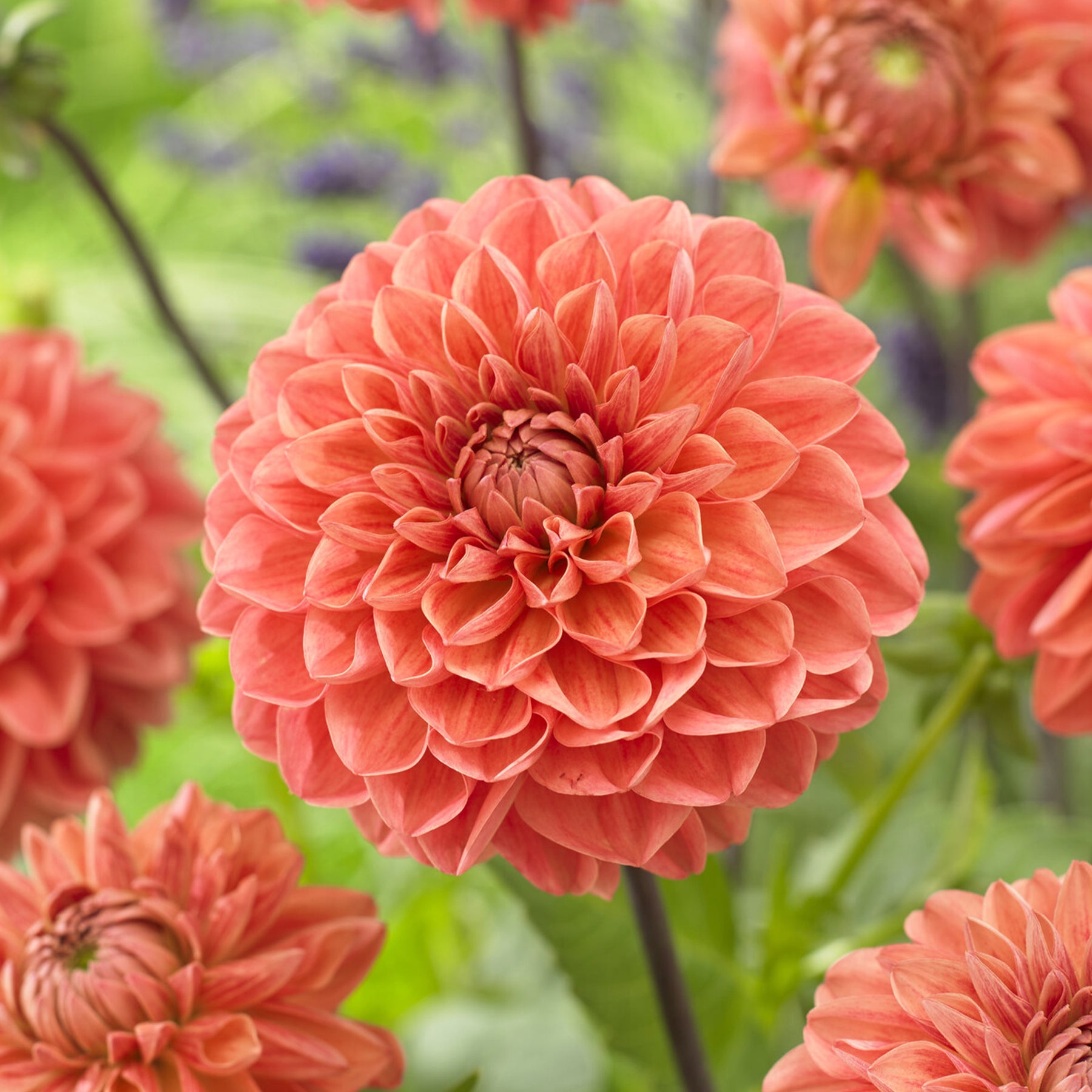 Dahlia Blitzer -  Dahlia Blitzer - Willemse